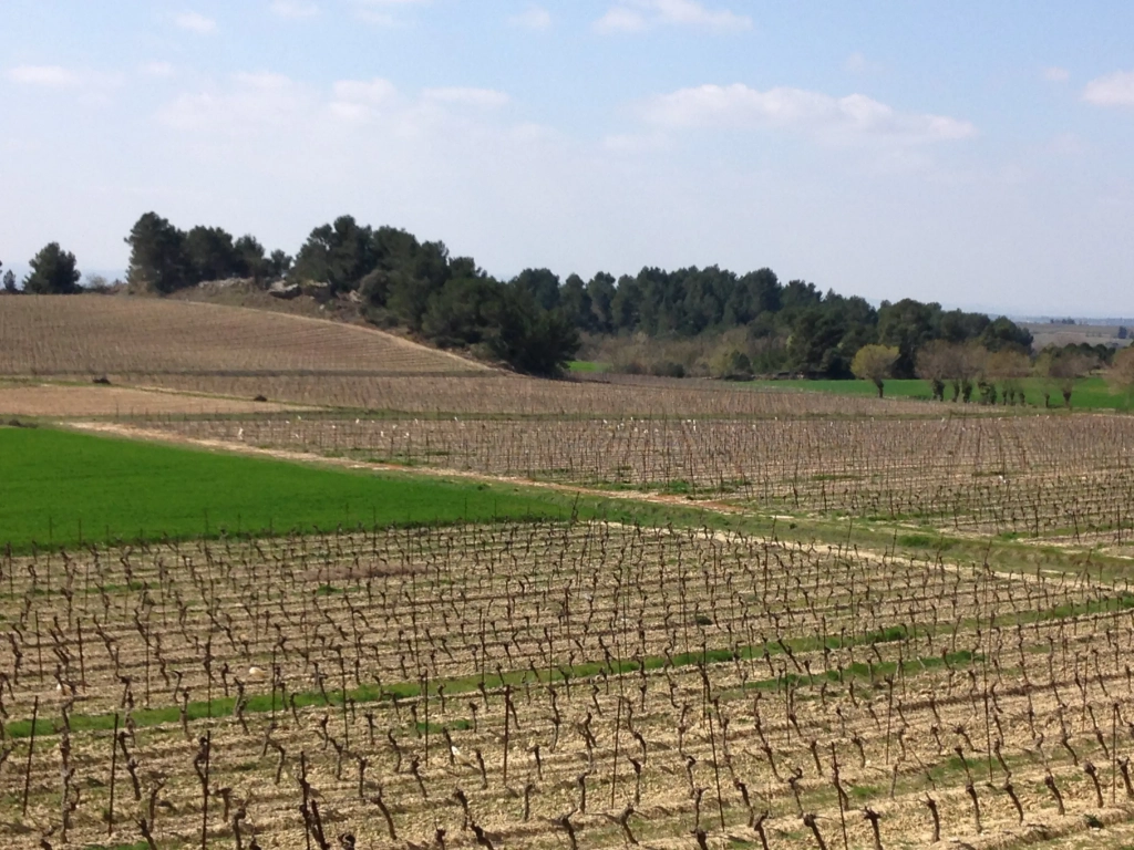 Vins du Sud-Ouest, vins du Languedoc