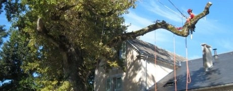 The Hammock and the Oak Tree